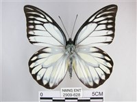 藏品(鋸粉蝶)的圖片