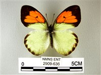 藏品(異粉蝶、雌白黃蝶)的圖片