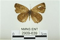 藏品(臺灣玄灰蝶)的圖片