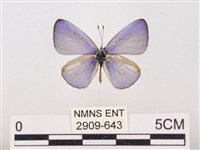 藏品(嫵琉灰蝶)的圖片