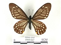 藏品(黃星斑鳳蝶)的圖片