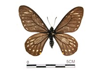 藏品(黃星斑鳳蝶)的圖片