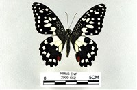 藏品(花鳳蝶、無尾鳳蝶)的圖片