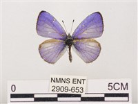 藏品(嫵琉灰蝶)的圖片