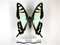 藏品(寬帶青鳳蝶)的圖片