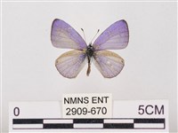 藏品(嫵琉灰蝶)的圖片