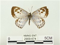 藏品(青雀斑灰蝶)的圖片