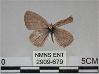 藏品(細灰蝶)的圖片