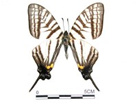 藏品(劍鳳蝶)的圖片