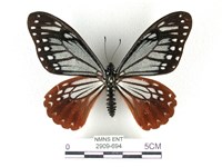 藏品(斑鳳蝶)的圖片