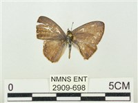 藏品(大娜波灰蝶)的圖片