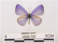 藏品(嫵琉灰蝶)的圖片