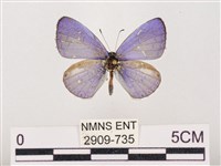 藏品(嫵琉灰蝶)的圖片