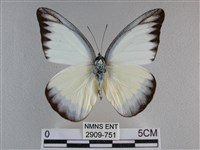 藏品(異色尖粉蝶)的圖片