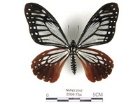 藏品(斑鳳蝶)的圖片