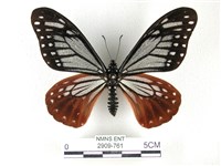 藏品(斑鳳蝶)的圖片