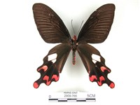 藏品(多姿麝鳳蝶)的圖片