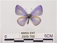 藏品(嫵琉灰蝶)的圖片