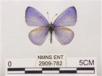 藏品(嫵琉灰蝶)的圖片