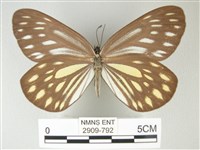 藏品(流星絹粉蝶)的圖片