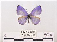 藏品(嫵琉灰蝶)的圖片