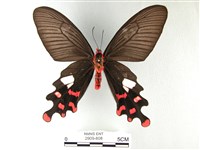 藏品(多姿麝鳳蝶)的圖片