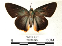 藏品(綠弄蝶)的圖片