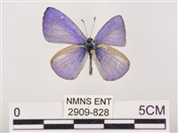 藏品(嫵琉灰蝶)的圖片