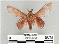 藏品(臺灣枯葉蛾)的圖片