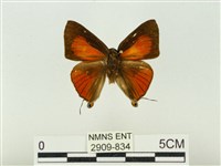 藏品(玳灰蝶)的圖片