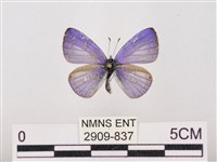 藏品(嫵琉灰蝶)的圖片