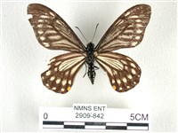 藏品(黃星斑鳳蝶)的圖片