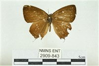 藏品(阿里山鐵灰蝶)的圖片