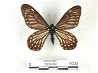 藏品(黃星斑鳳蝶)的圖片