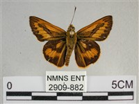 藏品(竹橙斑弄蝶)的圖片