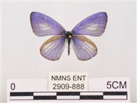 藏品(嫵琉灰蝶)的圖片