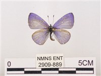 藏品(嫵琉灰蝶)的圖片