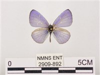 藏品(嫵琉灰蝶)的圖片