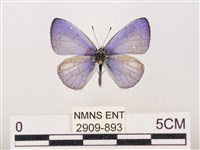 藏品(嫵琉灰蝶)的圖片