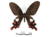 藏品(多姿麝鳳蝶)的圖片