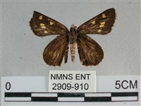 藏品(黃星弄蝶)的圖片