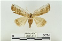 藏品(臺洒波紋蛾)的圖片