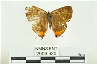 藏品(三斑虎灰蝶)的圖片