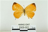 藏品(珂灰蝶)的圖片