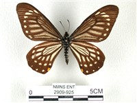 藏品(黃星斑鳳蝶)的圖片