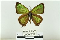 藏品(小翠灰蝶)的圖片