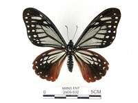 藏品(斑鳳蝶)的圖片