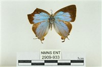 藏品(褐翅青灰蝶)的圖片