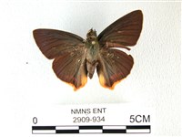 藏品(綠弄蝶)的圖片