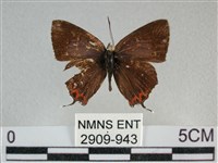 藏品(紫日灰蝶)的圖片